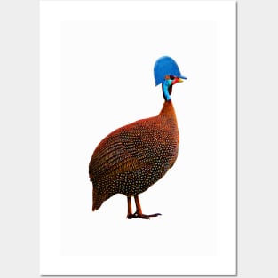 Helmeted Guineafowl Posters and Art